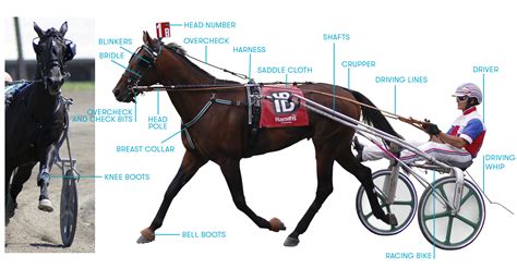 harness racing horse crossword clue|amish harness shops.